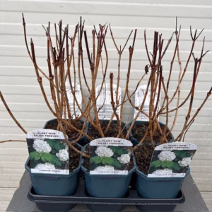 Viburnum Opulus Roseum (Gelderse roos)