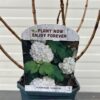 Viburnum Opulus Roseum (Gelderse roos)