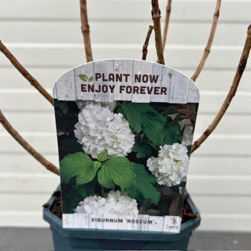 Viburnum Opulus Roseum (Gelderse roos)