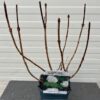 Viburnum Opulus Roseum (Gelderse roos)