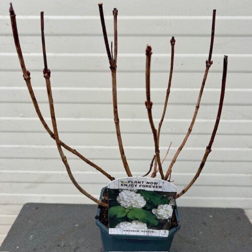Viburnum Opulus Roseum (Gelderse roos)