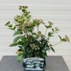 Viburnum tinus