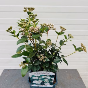 Viburnum tinus