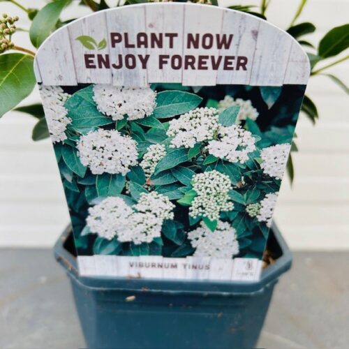 Viburnum tinus