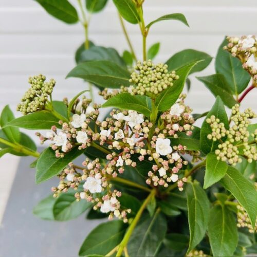 Viburnum tinus