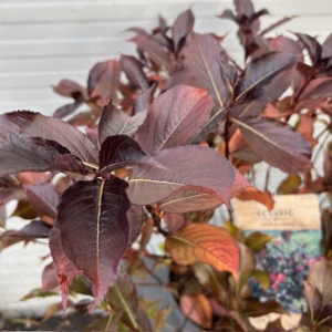 Weigela Alexandra