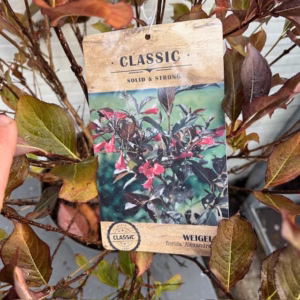 Weigela Alexandra
