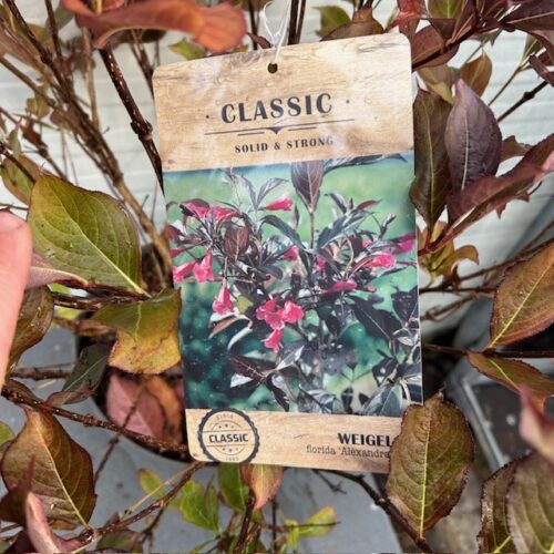 Weigela Alexandra