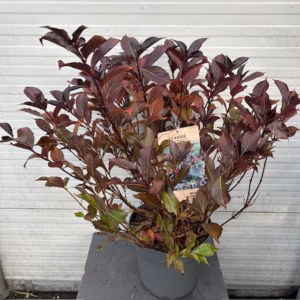 Weigela Alexandra