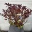 Weigela Alexandra