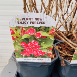 Weigela Red Prince