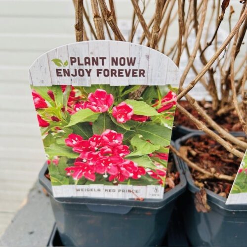 Weigela Red Prince