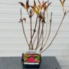 Weigela Red Prince