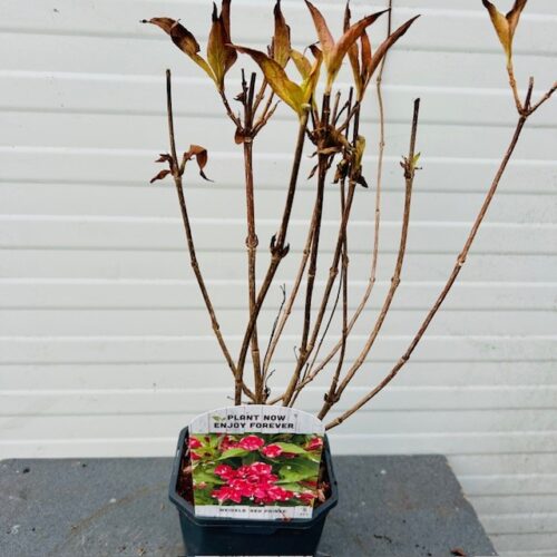 Weigela Red Prince
