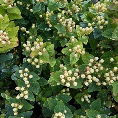 Hypericum white Berry (Sint-Jans kruid)