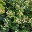 Hypericum white Berry (Sint-Jans kruid)