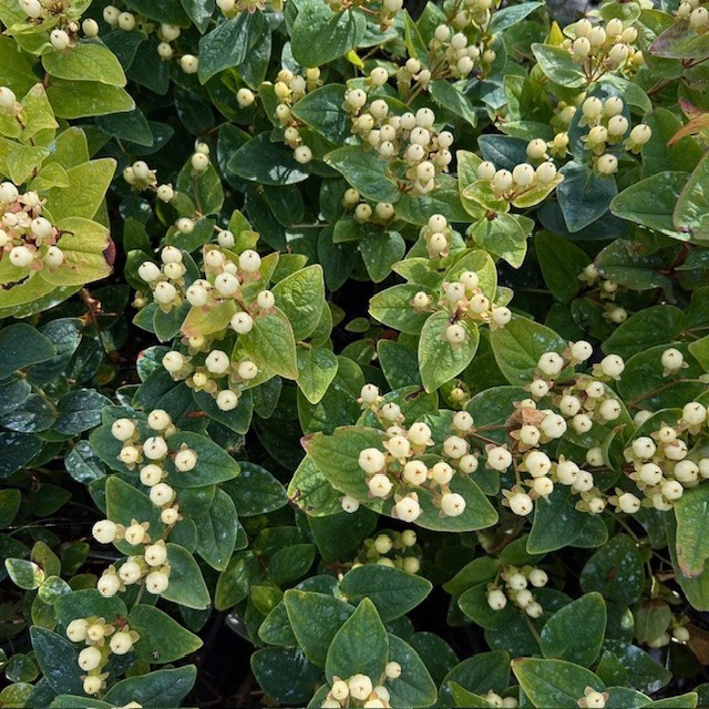 Hypericum white Berry (Sint-Jans kruid)