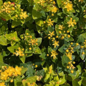 Hypericum (Sint-Janskruid)