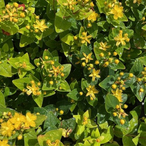 Hypericum (Sint-Janskruid)