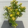 Hypericum white Berry (Sint-Jans kruid)
