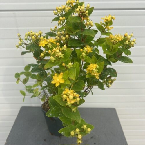 Hypericum white Berry (Sint-Jans kruid)
