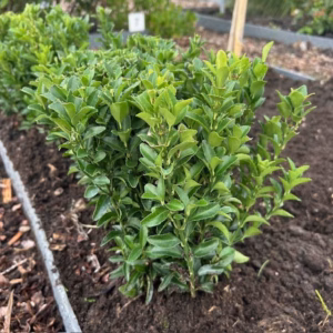 Euonymus Green Spire (Japanse Kardinaalsmuts) 30 cm