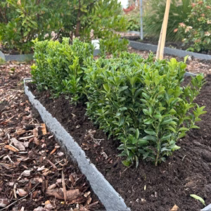 Euonymus Green Spire (Japanse Kardinaalsmuts) 30 cm