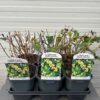Hypericum white Berry (Sint-Jans kruid)