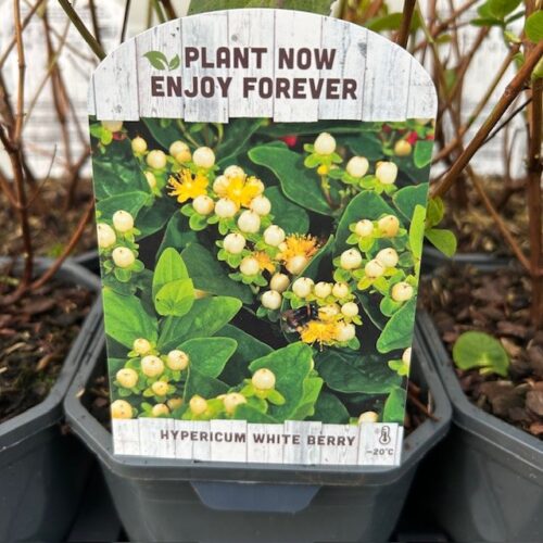 Hypericum (Sint-Janskruid)