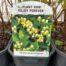 Hypericum white Berry (Sint-Jans kruid)