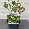 Hypericum white Berry (Sint-Jans kruid)