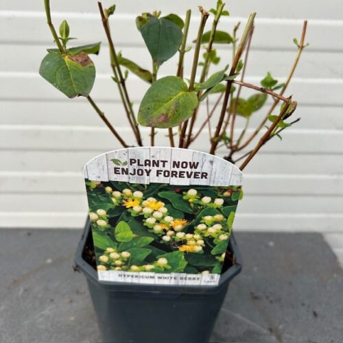 Hypericum white Berry (Sint-Jans kruid)