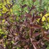 Cornus alba 'Kesselringii' (Kornoelje)