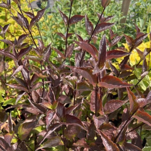 Cornus alba 'Kesselringii' (Kornoelje)