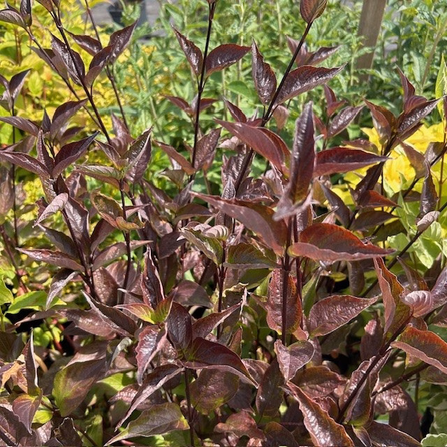 Cornus alba 'Kesselringii' (Kornoelje)