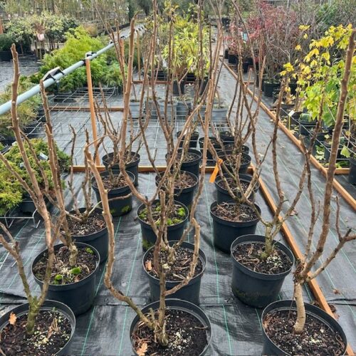Rhus thypina Tiger Eyes (Fluweelboom)