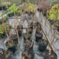 Rhus thypina Tiger Eyes (Fluweelboom)