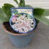 Bergenia Bressingham White (Schoenlappersplant)