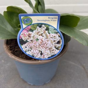 Bergenia Bressingham White (Schoenlappersplant)