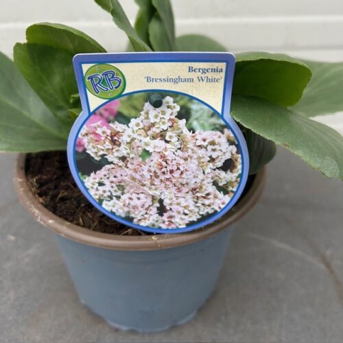 Bergenia Bressingham White (Schoenlappersplant)