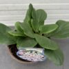 Bergenia Bressingham White (Schoenlappersplant)