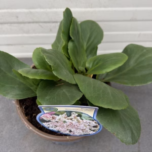 Bergenia Bressingham White (Schoenlappersplant)