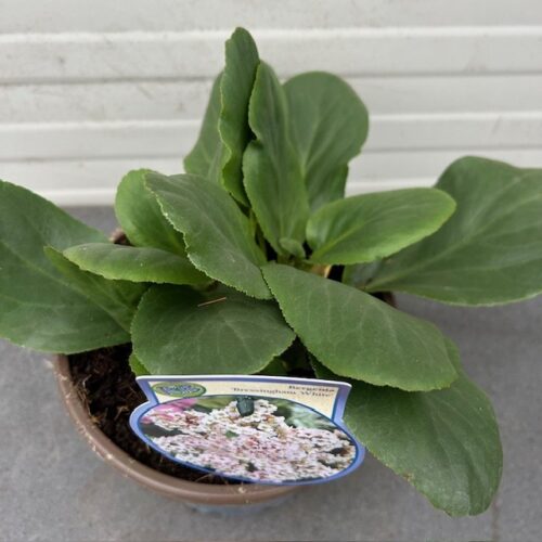 Bergenia Bressingham White (Schoenlappersplant)