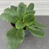 Bergenia Bressingham White (Schoenlappersplant)