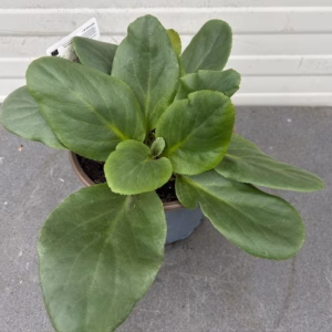 Bergenia Bressingham White (Schoenlappersplant)