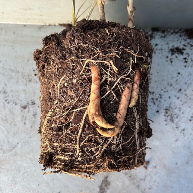 Rhizomen bamboe