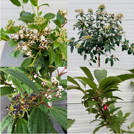 Viburnum soorten