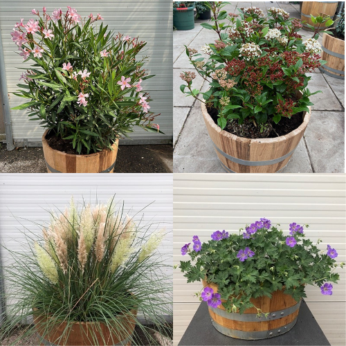 Wijnvaten met bloeiende planten