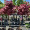Acer pal. 'Garnet' stamhoogte 90 cm (Japanse Esdoorn)
