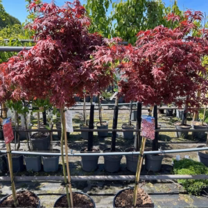 Acer pal. 'Garnet' stamhoogte 90 cm (Japanse Esdoorn)